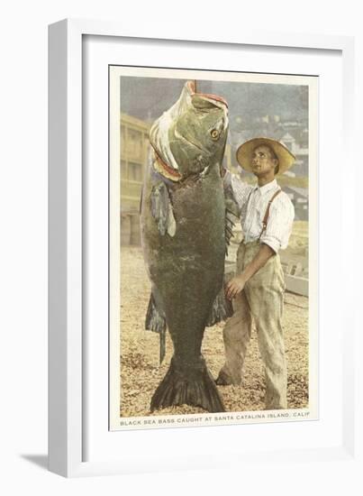 Huge Black Sea Bass, Catalina, California-null-Framed Art Print