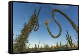 Huge Boojum Tree (Cirio) (Fouquieria Columnaris) Near Bahia De Los Angeles-Michael Nolan-Framed Stretched Canvas