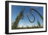 Huge Boojum Tree (Cirio) (Fouquieria Columnaris) Near Bahia De Los Angeles-Michael Nolan-Framed Photographic Print