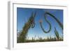 Huge Boojum Tree (Cirio) (Fouquieria Columnaris) Near Bahia De Los Angeles-Michael Nolan-Framed Photographic Print