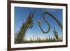 Huge Boojum Tree (Cirio) (Fouquieria Columnaris) Near Bahia De Los Angeles-Michael Nolan-Framed Photographic Print