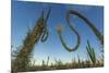 Huge Boojum Tree (Cirio) (Fouquieria Columnaris) Near Bahia De Los Angeles-Michael Nolan-Mounted Photographic Print