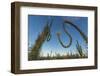 Huge Boojum Tree (Cirio) (Fouquieria Columnaris) Near Bahia De Los Angeles-Michael Nolan-Framed Photographic Print