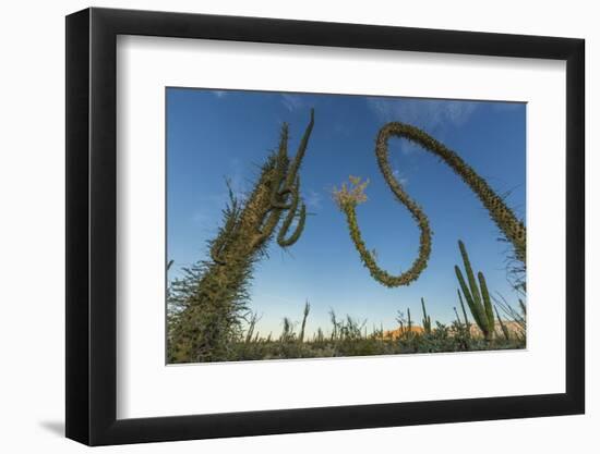 Huge Boojum Tree (Cirio) (Fouquieria Columnaris) Near Bahia De Los Angeles-Michael Nolan-Framed Photographic Print