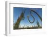 Huge Boojum Tree (Cirio) (Fouquieria Columnaris) Near Bahia De Los Angeles-Michael Nolan-Framed Photographic Print