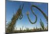 Huge Boojum Tree (Cirio) (Fouquieria Columnaris) Near Bahia De Los Angeles-Michael Nolan-Mounted Photographic Print