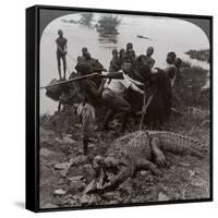 Huge Crocodile Just Landed - Beside the Upper Nile, East Africa, c.1905-Underwood & Underwood-Framed Stretched Canvas