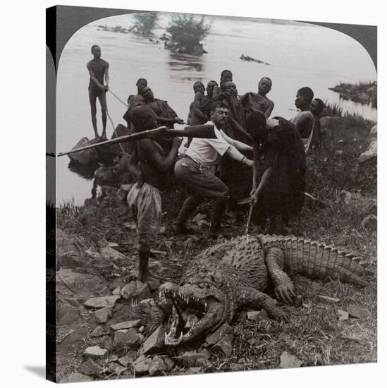 Huge Crocodile Just Landed - Beside the Upper Nile, East Africa, c.1905-Underwood & Underwood-Stretched Canvas