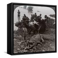 Huge Crocodile Just Landed - Beside the Upper Nile, East Africa, c.1905-Underwood & Underwood-Framed Stretched Canvas