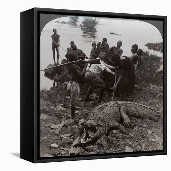 Huge Crocodile Just Landed - Beside the Upper Nile, East Africa, c.1905-Underwood & Underwood-Framed Stretched Canvas