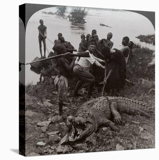 Huge Crocodile Just Landed - Beside the Upper Nile, East Africa, c.1905-Underwood & Underwood-Stretched Canvas