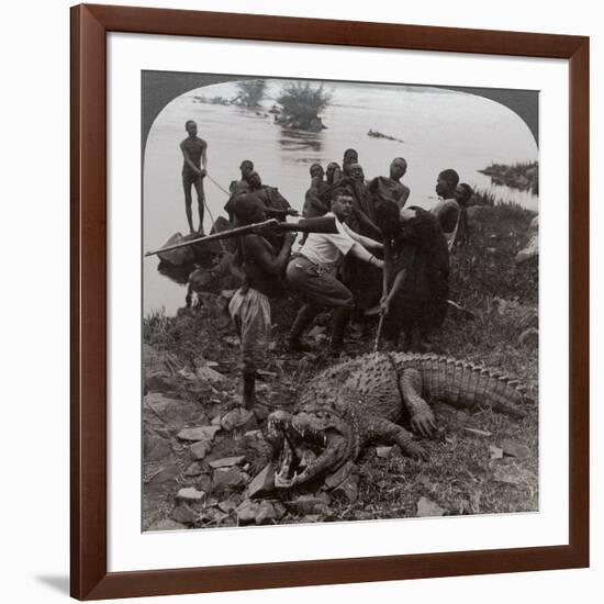 Huge Crocodile Just Landed - Beside the Upper Nile, East Africa, c.1905-Underwood & Underwood-Framed Photographic Print