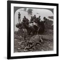 Huge Crocodile Just Landed - Beside the Upper Nile, East Africa, c.1905-Underwood & Underwood-Framed Photographic Print