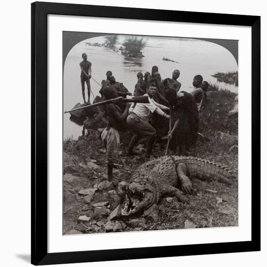 Huge Crocodile Just Landed - Beside the Upper Nile, East Africa, c.1905-Underwood & Underwood-Framed Photographic Print