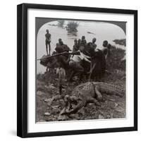 Huge Crocodile Just Landed - Beside the Upper Nile, East Africa, c.1905-Underwood & Underwood-Framed Premium Photographic Print