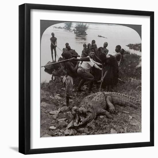 Huge Crocodile Just Landed - Beside the Upper Nile, East Africa, c.1905-Underwood & Underwood-Framed Photographic Print