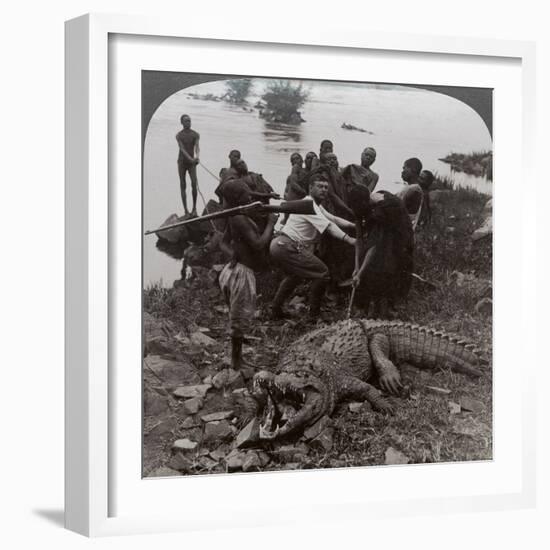 Huge Crocodile Just Landed - Beside the Upper Nile, East Africa, c.1905-Underwood & Underwood-Framed Photographic Print