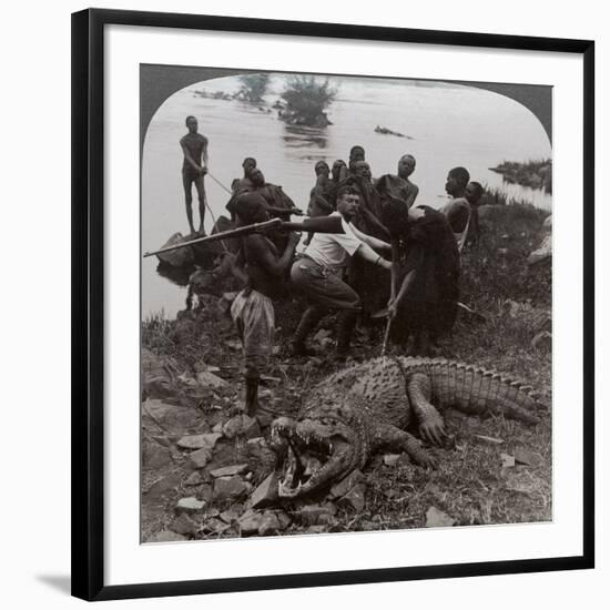 Huge Crocodile Just Landed - Beside the Upper Nile, East Africa, c.1905-Underwood & Underwood-Framed Photographic Print