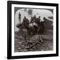 Huge Crocodile Just Landed - Beside the Upper Nile, East Africa, c.1905-Underwood & Underwood-Framed Photographic Print