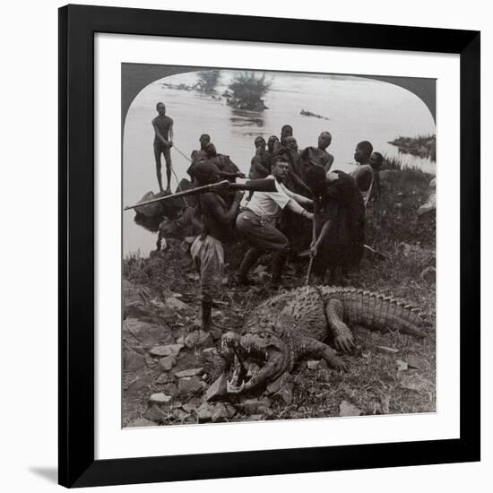 Huge Crocodile Just Landed - Beside the Upper Nile, East Africa, c.1905-Underwood & Underwood-Framed Photographic Print