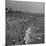 Huge Crowd Gathered in the Surf and at the Beach in Front of Coney Island Amusement Park-Marie Hansen-Mounted Photographic Print