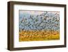 Huge flock of European starlings take flight in the Flathead Valley, Montana, USA-Chuck Haney-Framed Photographic Print