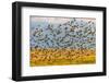 Huge flock of European starlings take flight in the Flathead Valley, Montana, USA-Chuck Haney-Framed Photographic Print