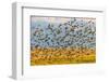 Huge flock of European starlings take flight in the Flathead Valley, Montana, USA-Chuck Haney-Framed Photographic Print
