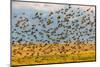 Huge flock of European starlings take flight in the Flathead Valley, Montana, USA-Chuck Haney-Mounted Photographic Print