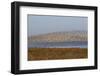 Huge Flock of Knot (Calidris Canutus) in Flight, Snettisham Rspb Reserve, Norfolk, England, U.K.-Ann & Steve Toon-Framed Photographic Print