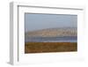 Huge Flock of Knot (Calidris Canutus) in Flight, Snettisham Rspb Reserve, Norfolk, England, U.K.-Ann & Steve Toon-Framed Photographic Print