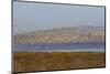 Huge Flock of Knot (Calidris Canutus) in Flight, Snettisham Rspb Reserve, Norfolk, England, U.K.-Ann & Steve Toon-Mounted Photographic Print