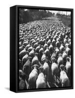Huge Flock of Sheep Moving Slowly Down a Dusty Road Near Imperial Valley's Town of El Centro-Loomis Dean-Framed Stretched Canvas