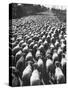 Huge Flock of Sheep Moving Slowly Down a Dusty Road Near Imperial Valley's Town of El Centro-Loomis Dean-Stretched Canvas