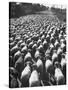 Huge Flock of Sheep Moving Slowly Down a Dusty Road Near Imperial Valley's Town of El Centro-Loomis Dean-Stretched Canvas