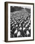 Huge Flock of Sheep Moving Slowly Down a Dusty Road Near Imperial Valley's Town of El Centro-Loomis Dean-Framed Photographic Print