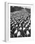 Huge Flock of Sheep Moving Slowly Down a Dusty Road Near Imperial Valley's Town of El Centro-Loomis Dean-Framed Photographic Print