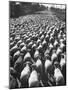 Huge Flock of Sheep Moving Slowly Down a Dusty Road Near Imperial Valley's Town of El Centro-Loomis Dean-Mounted Photographic Print