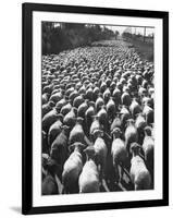 Huge Flock of Sheep Moving Slowly Down a Dusty Road Near Imperial Valley's Town of El Centro-Loomis Dean-Framed Photographic Print