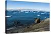 Huge icebergs on Tabarin Peninsula, Antarctica, Polar Regions-Michael Runkel-Stretched Canvas