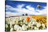 Huge Kibbutz Field of Multi-Colored Buttercups. Beautiful Spring Weather, Beautiful Big Balloon Fli-kavram-Stretched Canvas