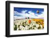 Huge Kibbutz Field of Multi-Colored Buttercups. Beautiful Spring Weather, Beautiful Big Balloon Fli-kavram-Framed Photographic Print