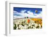 Huge Kibbutz Field of Multi-Colored Buttercups. Beautiful Spring Weather, Beautiful Big Balloon Fli-kavram-Framed Photographic Print