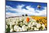 Huge Kibbutz Field of Multi-Colored Buttercups. Beautiful Spring Weather, Beautiful Big Balloon Fli-kavram-Mounted Photographic Print