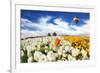 Huge Kibbutz Field of Multi-Colored Buttercups. Beautiful Spring Weather, Beautiful Big Balloon Fli-kavram-Framed Photographic Print