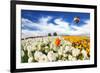 Huge Kibbutz Field of Multi-Colored Buttercups. Beautiful Spring Weather, Beautiful Big Balloon Fli-kavram-Framed Photographic Print