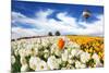 Huge Kibbutz Field of Multi-Colored Buttercups. Beautiful Spring Weather, Beautiful Big Balloon Fli-kavram-Mounted Photographic Print