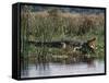 Huge Nile Crocodiles Bask on the Banks of the Victoria Nile Below Murchison Falls-Nigel Pavitt-Framed Stretched Canvas