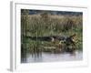 Huge Nile Crocodiles Bask on the Banks of the Victoria Nile Below Murchison Falls-Nigel Pavitt-Framed Photographic Print