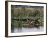 Huge Nile Crocodiles Bask on the Banks of the Victoria Nile Below Murchison Falls-Nigel Pavitt-Framed Photographic Print